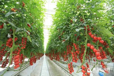 厉害!世界单体面积最大蔬菜花卉工厂西海岸开建